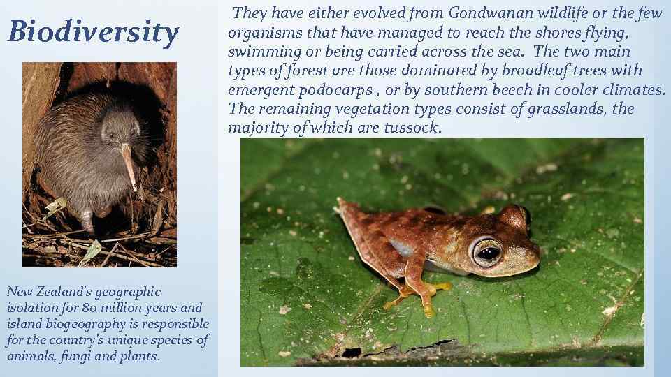 Biodiversity New Zealand's geographic isolation for 80 million years and island biogeography is responsible