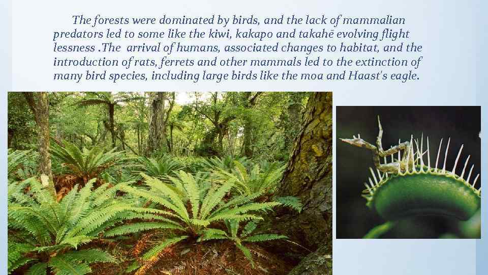 The forests were dominated by birds, and the lack of mammalian predators led to