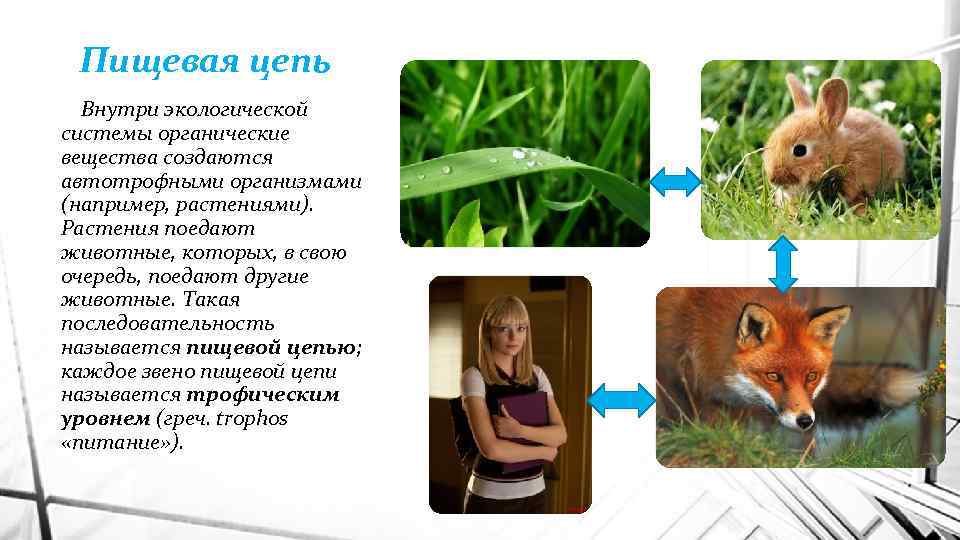 Пищевая цепь Внутри экологической системы органические вещества создаются автотрофными организмами (например, растениями). Растения поедают