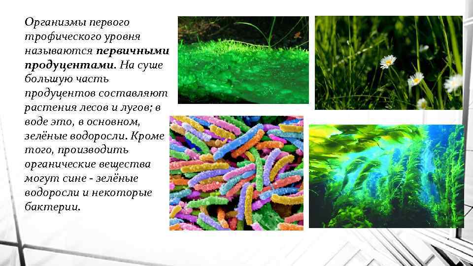 Организмы первого трофического уровня называются первичными продуцентами. На суше большую часть продуцентов составляют растения