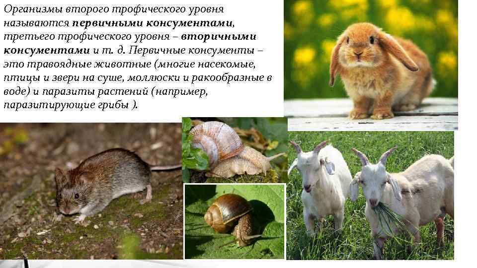 Организмы второго трофического уровня называются первичными консументами, третьего трофического уровня – вторичными консументами и