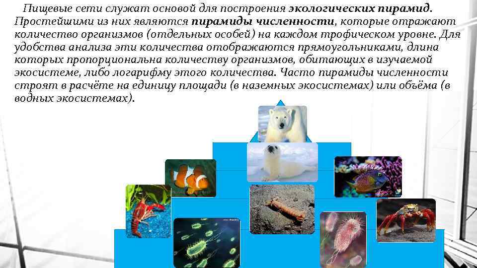 Пищевые сети служат основой для построения экологических пирамид. Простейшими из них являются пирамиды численности,