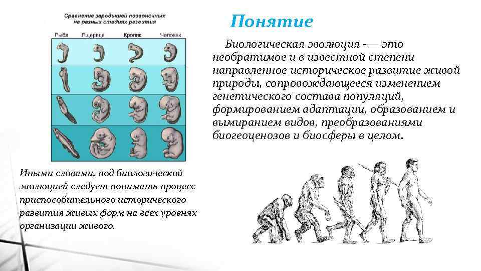 Понятие Биологическая эволюция -— это необратимое и в известной степени направленное историческое развитие живой