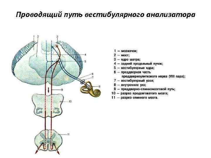 Проводящий путь вестибулярного анализатора 