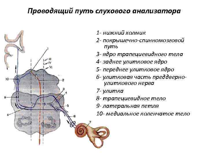 Проводящий путь слухового анализатора 1 - нижний холмик 2 - покрышечно-спинномозговой путь 3 -
