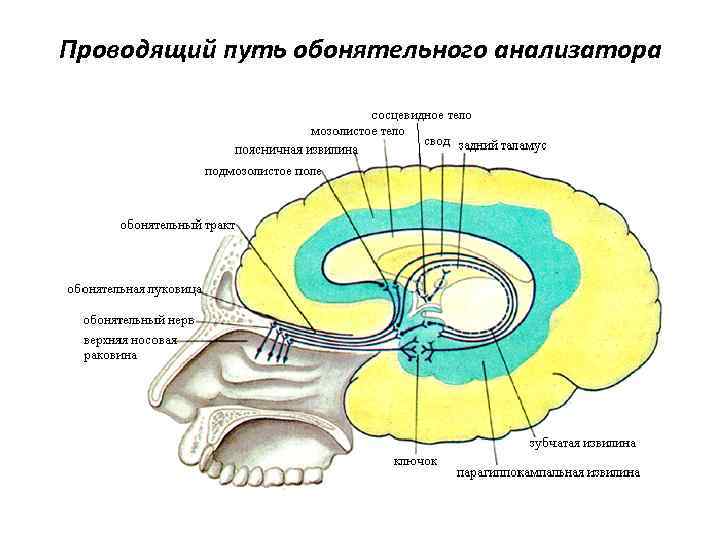 Проводящий путь обонятельного анализатора 