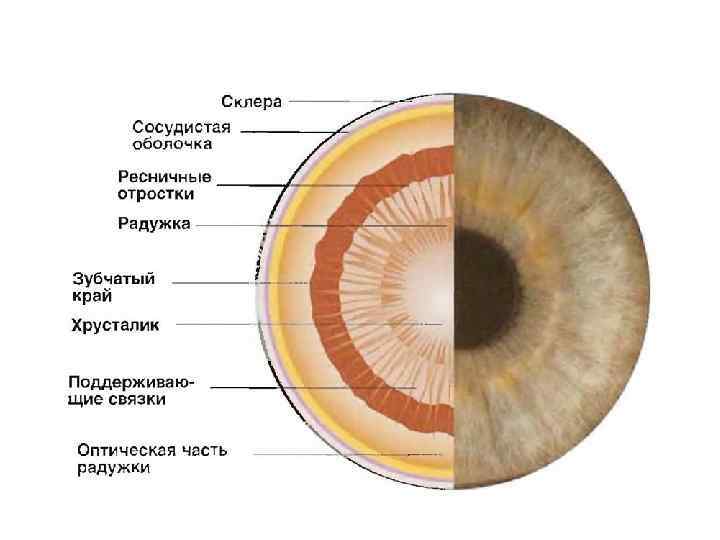 Глазное дно картинка