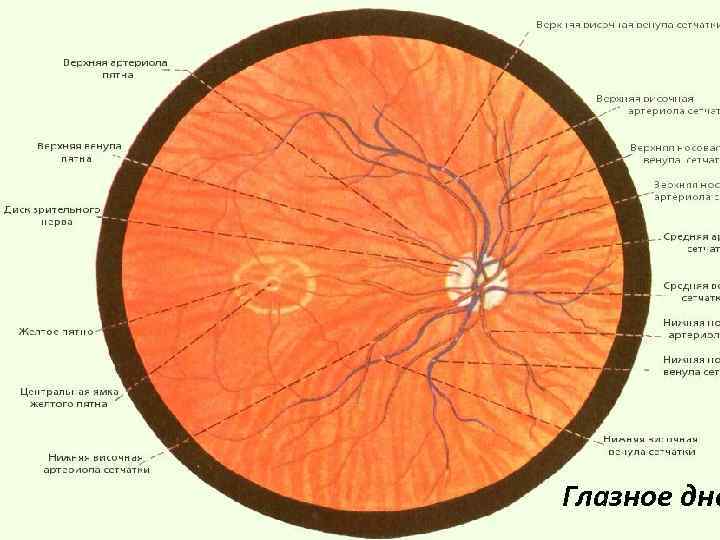 Глазное дно 