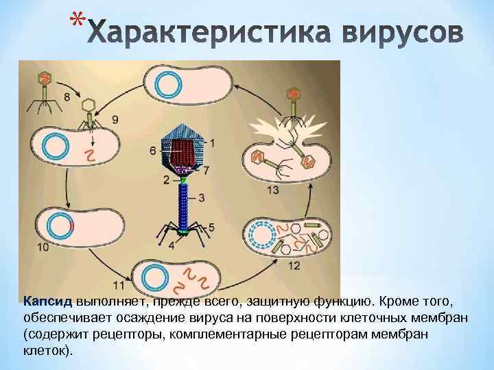 Клетка хозяин вируса. Защитные функции вирусов. Строение рецепторов вируса. Осаждение вируса. Внутриклеточный вирус рисунок.