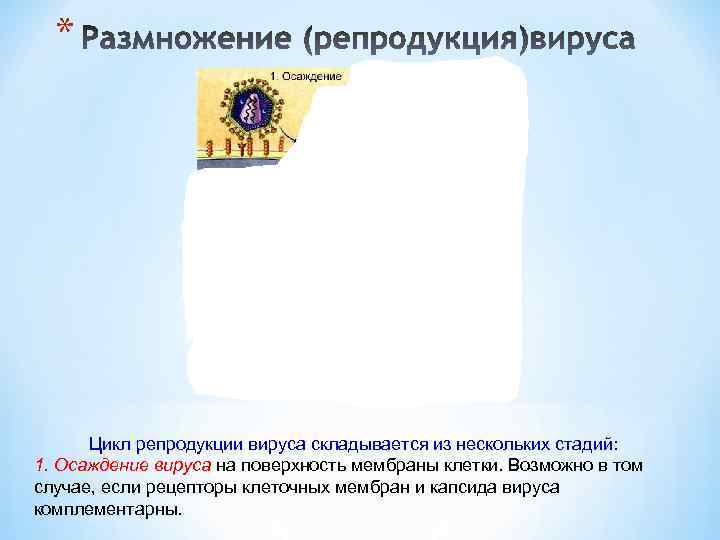 * Цикл репродукции вируса складывается из нескольких стадий: 1. Осаждение вируса на поверхность мембраны