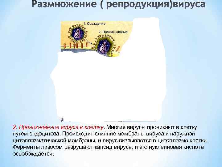 2. Проникновение вируса в клетку. Многие вирусы проникают в клетку путем эндоцитоза. Происходит слияние