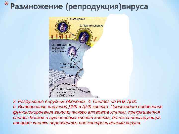 * 3. Разрушение вирусных оболочек. 4. Синтез на РНК ДНК. 5. Встраивание вирусной ДНК