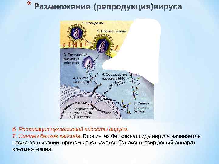 * 6. Репликация нуклеиновой кислоты вируса. 7. Синтез белков капсида. Биосинтез белков капсида вируса