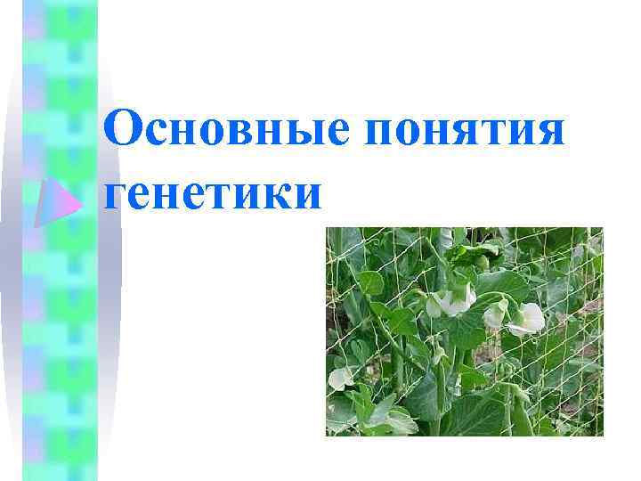 Основные понятия генетики 