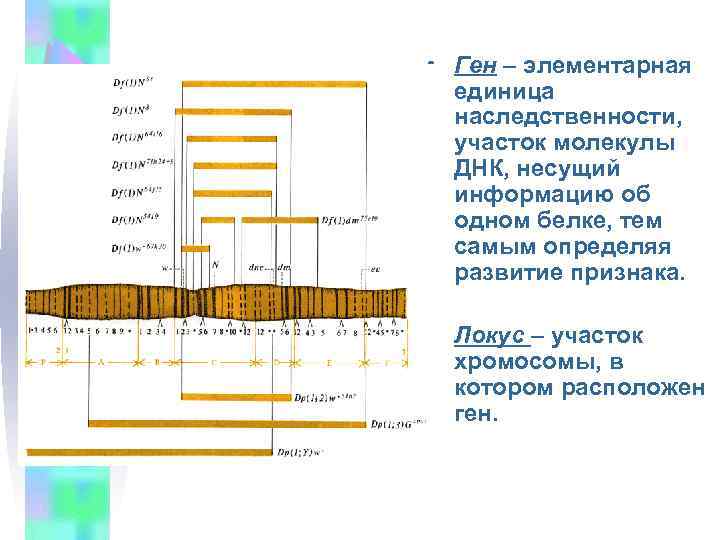  • Ген – элементарная единица наследственности, участок молекулы ДНК, несущий информацию об одном