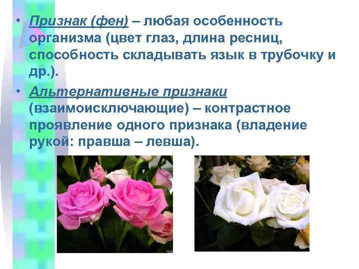  • Признак (фен) – любая особенность организма (цвет глаз, длина ресниц, способность складывать