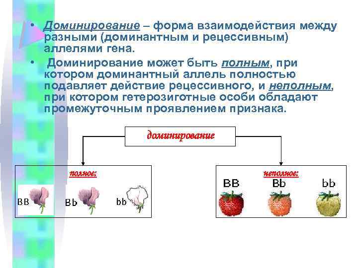 • Доминирование – форма взаимодействия между разными (доминантным и рецессивным) аллелями гена. •