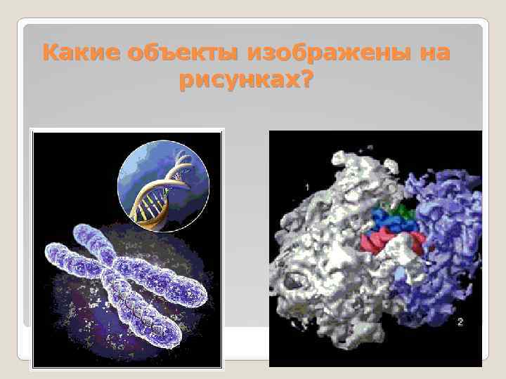 Какие объекты изображены на рисунках? 