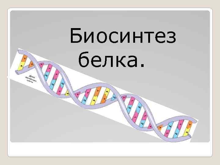 Биосинтез белка. 