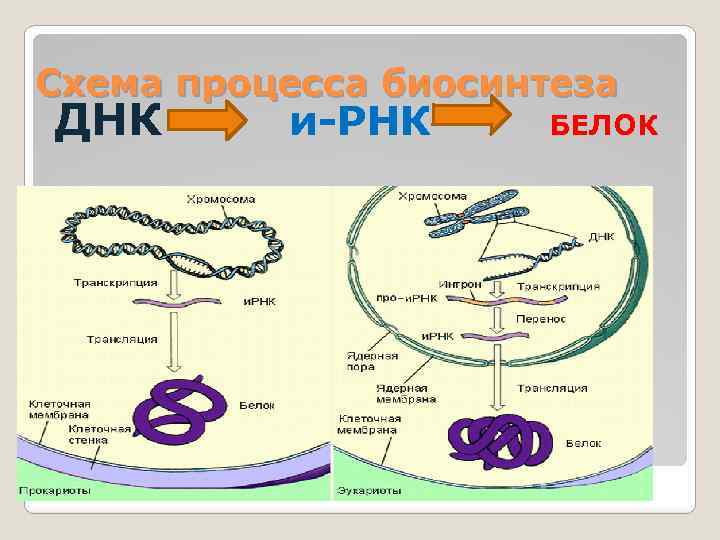 Белковая рнк. Синтез белка схема РНК И ДНК. Процесс синтеза белка схема. Схема биосинтеза белка ДНК. Синтез белка ДНК И РНК.