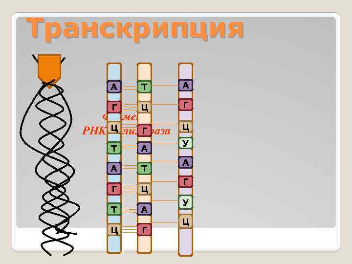 Транскрипция А Т А Г Ц Г Фермент Ц Г РНК-полимераза Т А А