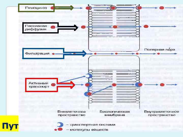 Пути абсорбции 