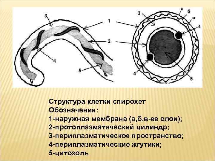 Соотнесите объекты с их обозначениями на рисунке наружная мембрана