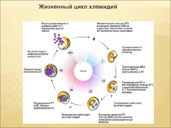 Жизненный цикл хламидий 