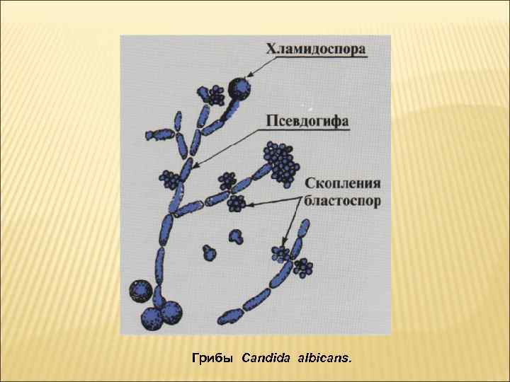 Дрожжеподобные грибы рода candida рисунок