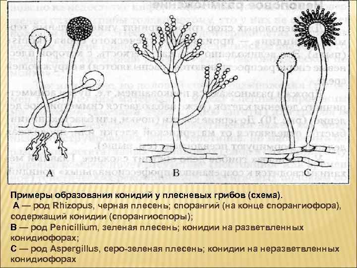 Схема плесневого гриба