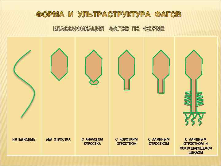 ФОРМА И УЛЬТРАСТРУКТУРА ФАГОВ КЛАССИФИКАЦИЯ ФАГОВ ПО ФОРМЕ НИТЕВИДНЫЕ БЕЗ ОТРОСТКА С АНАЛОГОМ ОТРОСТКА