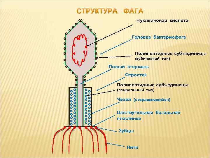 Особенности строения бактериофага