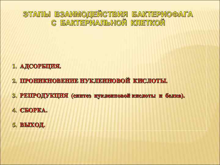ЭТАПЫ ВЗАИМОДЕЙСТВИЯ БАКТЕРИОФАГА С БАКТЕРИАЛЬНОЙ КЛЕТКОЙ 1. АДСОРБЦИЯ. 2. ПРОНИКНОВЕНИЕ НУКЛЕИНОВОЙ КИСЛОТЫ. 3. РЕПРОДУКЦИЯ