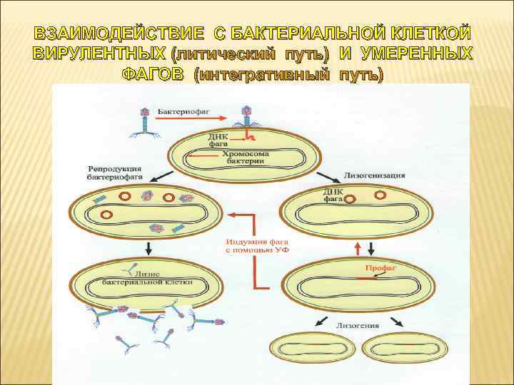 Последовательность этапов взаимодействия. Этапы репродукции вирулентного бактериофага. Этапы взаимодействия вирулентного бактериофага с бактериальной. Схема взаимодействия бактериофага с бактериальной клеткой. Этапы взаимодействия умеренного бактериофага.