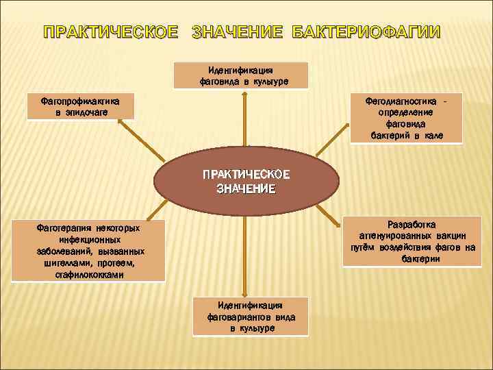 ПРАКТИЧЕСКОЕ ЗНАЧЕНИЕ БАКТЕРИОФАГИИ Идентификация фаговида в культуре Фагопрофилактика в эпидочаге Фегодиагностика определение фаговида бактерий