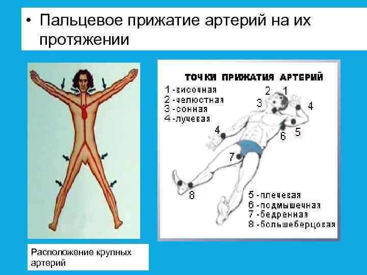  • Пальцевое прижатие артерий на их протяжении Расположение крупных артерий 