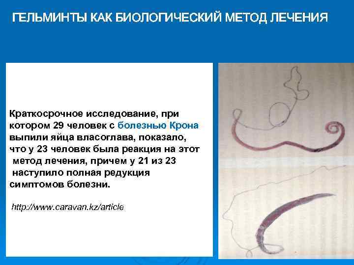 ГЕЛЬМИНТЫ КАК БИОЛОГИЧЕСКИЙ МЕТОД ЛЕЧЕНИЯ Краткосрочное исследование, при котором 29 человек с болезнью Крона