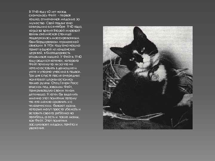 В 1948 году 60 лет назад скончалась Фейт - первая кошка, отмеченная медалью за