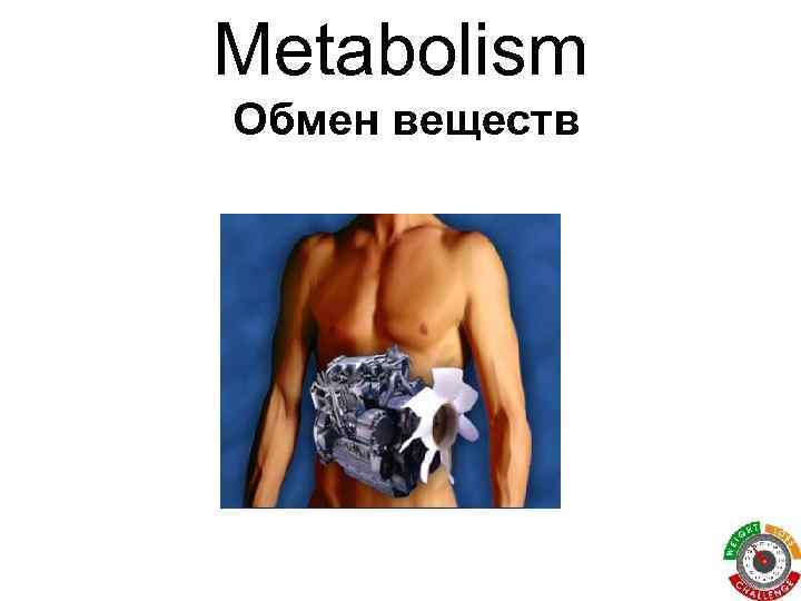 Metabolism Обмен веществ 
