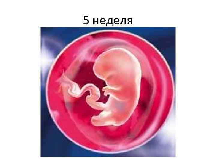 5 неделя 