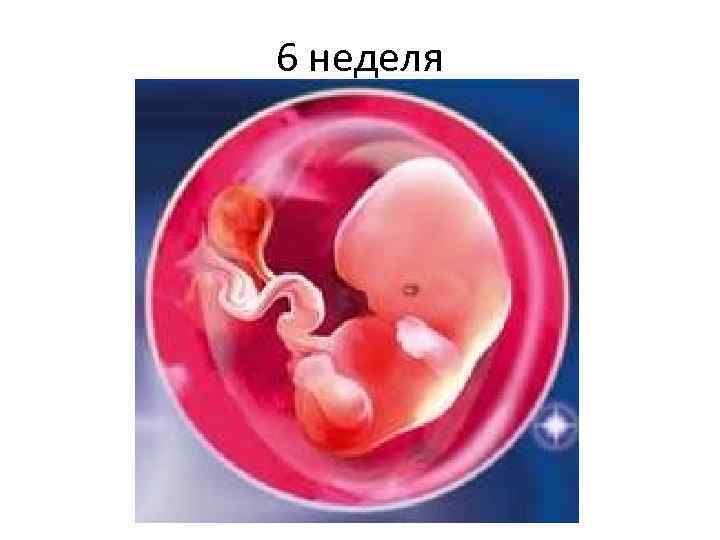 6 неделя 