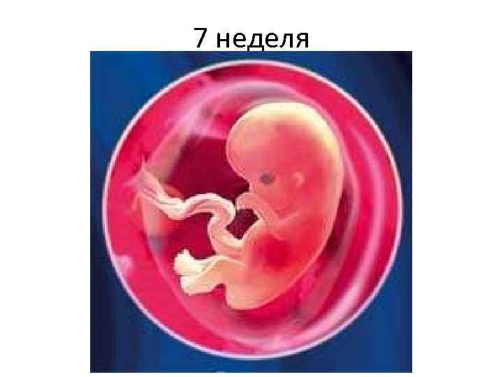 7 неделя 