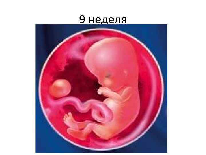 9 неделя 