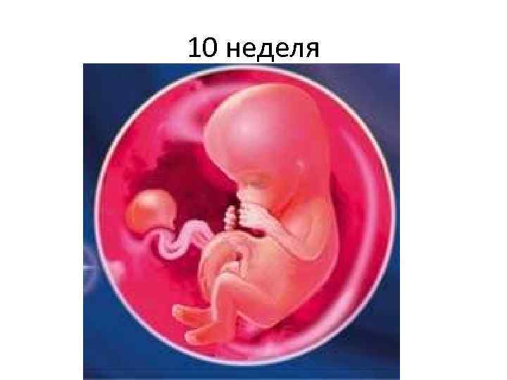 10 неделя 