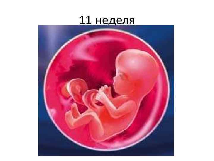 11 неделя 