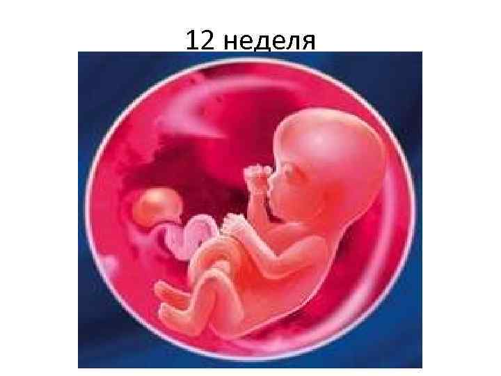 12 неделя 