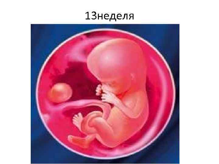 13 неделя 