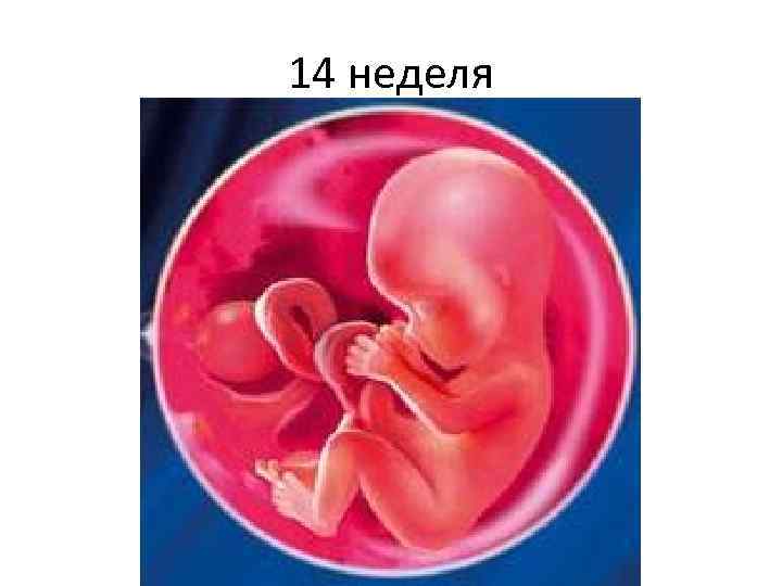 14 неделя 