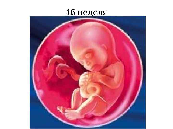 16 неделя 