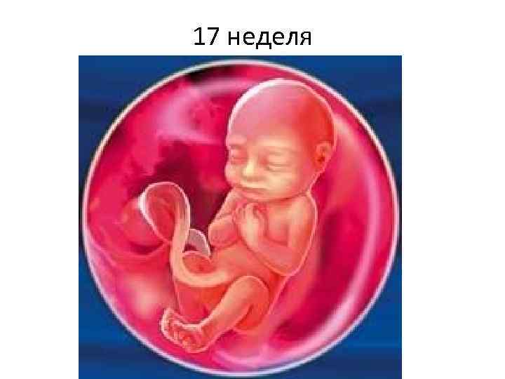 17 неделя 